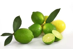 Persische Limette 'Lima Verde'