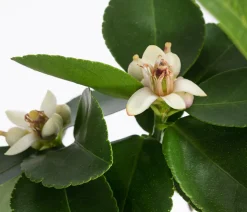 Persische Limette 'Lima Verde'