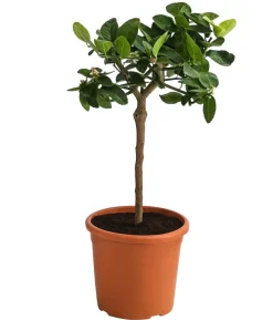 Persische Limette 'Lima Verde'