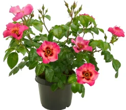 Persische Rosen, verschiedene Farben