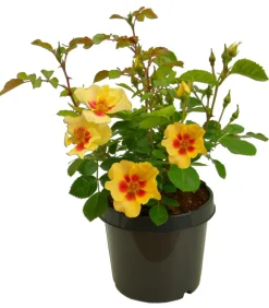 Persische Rosen, verschiedene Farben