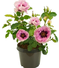 Persische Rosen, verschiedene Farben