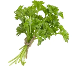 Petersilie 'Mooskrause'
