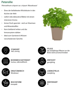 Petersilie 'Mooskrause'