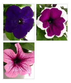 Petunie, aufrecht, verschiedene Farben