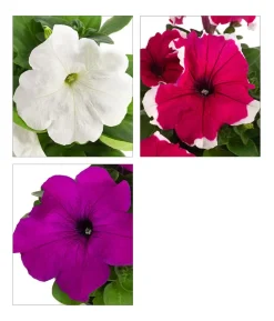 Petunie, aufrecht, verschiedene Farben