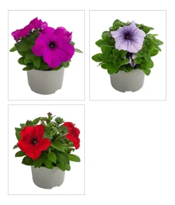 Petunie, aufrecht, verschiedene Farben