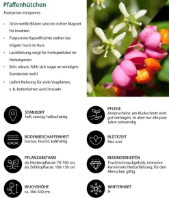 Pfaffenhütchen