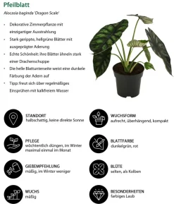 Pfeilblatt - Alocasia baginda 'Dragon Scale'