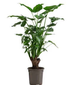 Pfeilblatt - Alocasia cucullata