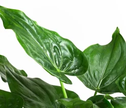 Pfeilblatt - Alocasia cucullata