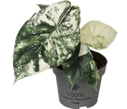 Pfeilblatt - Alocasia 'Dragon Scale' variegata