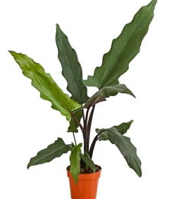 Pfeilblatt - Alocasia lauterbachiana