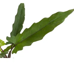 Pfeilblatt - Alocasia lauterbachiana