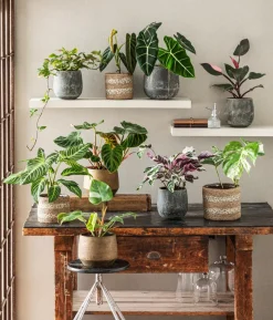 Pfeilblatt - Alocasia micholitziana 'Frydek'