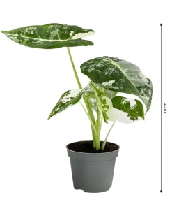 Pfeilblatt - Alocasia micholitziana 'Frydek' variegata, panaschiert