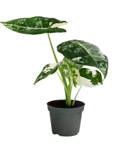 Pfeilblatt - Alocasia micholitziana 'Frydek' variegata, panaschiert