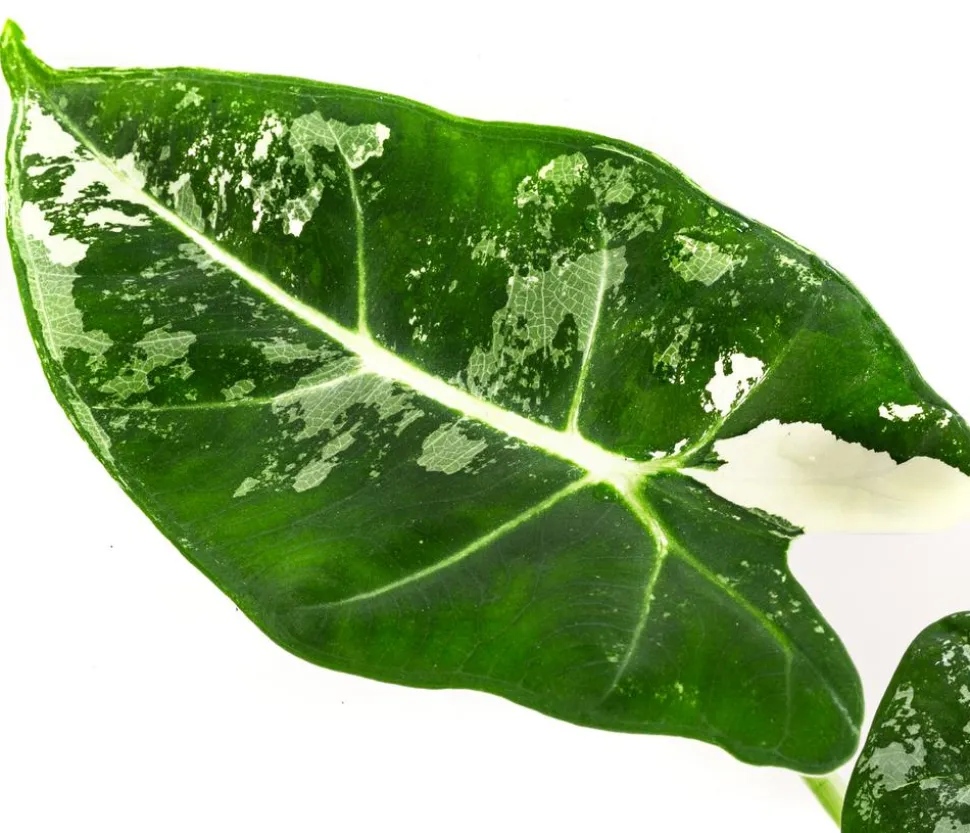 Pfeilblatt - Alocasia micholitziana 'Frydek' variegata, panaschiert