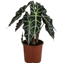 Pfeilblatt - Alocasia amazonica 'Polly'