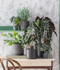 Pfeilblatt - Alocasia amazonica 'Polly'