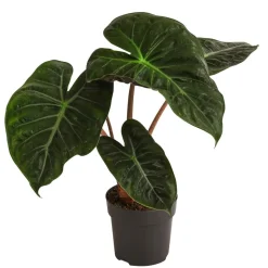 Pfeilblatt - Alocasia baginda 'Pink Dragon'