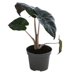Pfeilblatt - Alocasia baginda 'Pink Dragon'