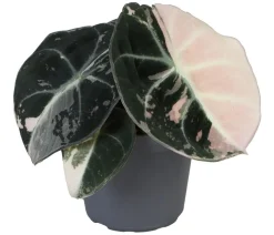 Pfeilblatt - Alocasia 'Black Velvet Pink'