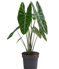 Pfeilblatt - Alocasia chantrieri