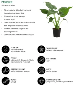 Pfeilblatt - Alocasia cucullata