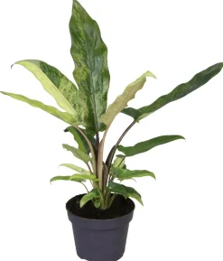 Pfeilblatt - Alocasia lauterbachiana variegata