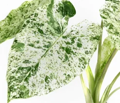 Pfeilblatt - Alocasia macrorrhiza 'Splash'