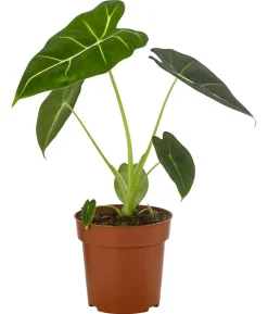 Pfeilblatt - Alocasia micholitziana 'Frydek'