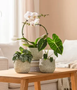 Pfeilblatt - Alocasia micholitziana 'Frydek'