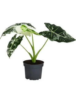 Pfeilblatt - Alocasia micholitziana 'Frydek' variegata, panaschiert