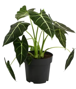 Pfeilblatt - Alocasia micholitziana 'Frydek'