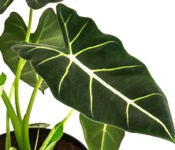 Pfeilblatt - Alocasia micholitziana 'Frydek'