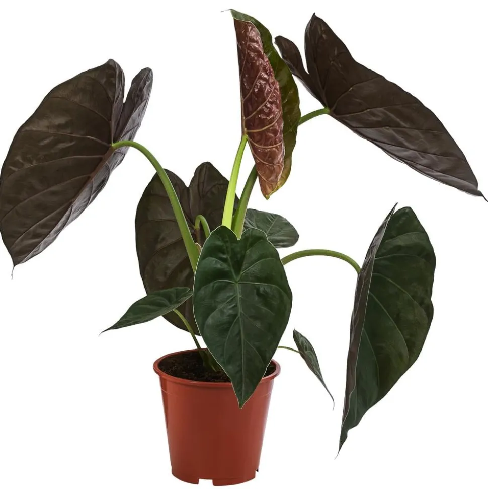 Pfeilblatt - Alocasia 'Wentii'