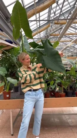 Pfeilblatt - Alocasia 'Wentii'