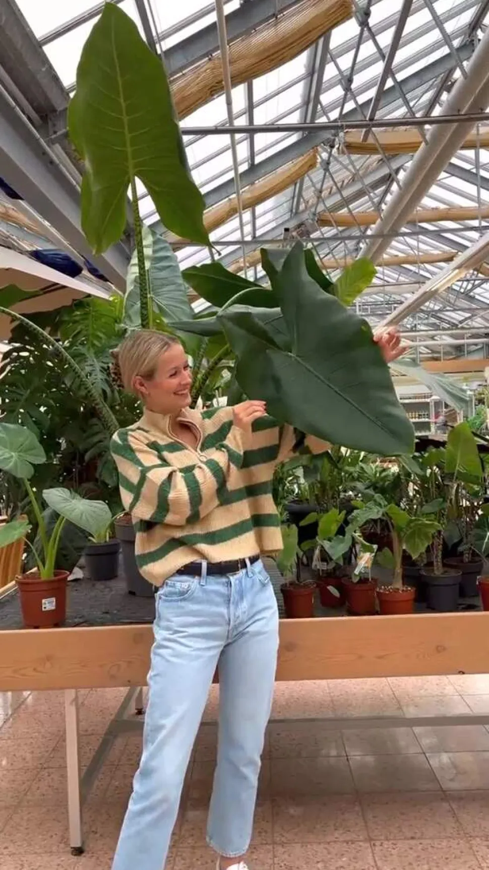 Pfeilblatt - Alocasia 'Wentii'