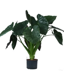Pfeilblatt - Alocasia 'Wentii', Hydrokultur