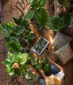 Pfeilblatt - Alocasia zebrina