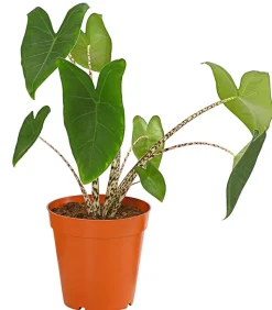 Pfeilblatt - Alocasia zebrina