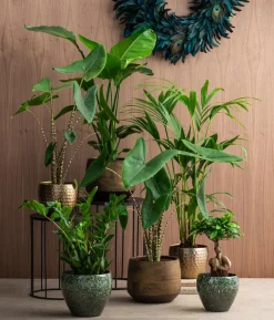 Pfeilblatt - Alocasia zebrina