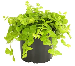 Pfennigkraut 'Goldilocks'