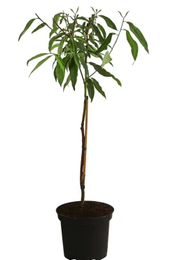 Pfirsich-Aprikose 'Pfirsicose®'