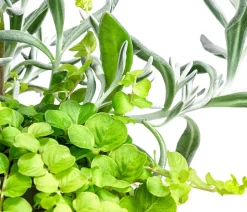 Pflanzen-Duo Currykraut und Gilbweiderich