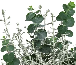Pflanzen-Duo Herbstfrische