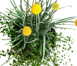 Pflanzen-Duo Trommelschlägel und Mühlenbeckia