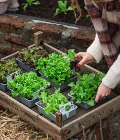 Pflücksalat 'Lollo Rosso', lausresistent, 12er Schale