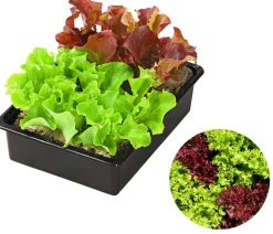 Pflücksalat-Mix, 12er Schale